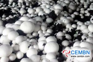 温岭市实现了蘑菇的工业化，智能化栽培模式