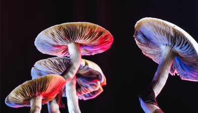 Do mushrooms really use language to talk to each other?