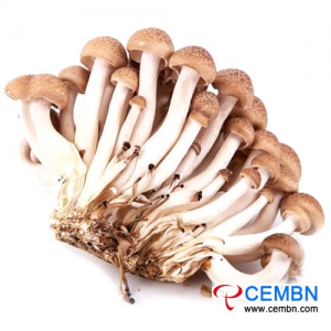 Рынок Гуандун Цзяннань: анализ цен на грибы