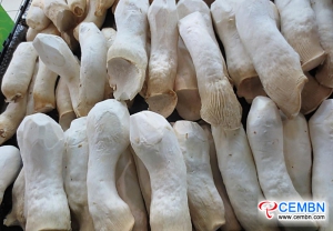 江苏怀乡蘑菇园：新鲜杏鲍菇的日产量为50吨