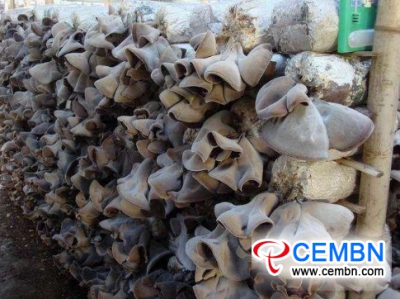 Badanie ogólnej sytuacji przemysłu grzybowego w prowincji Henan w Chinach