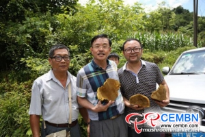 Seltener wilder Phellinus igniarius gefunden in China