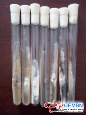 Domesticación artificial del hongo salvaje de Coral: se identificó la fórmula de la cepa madre