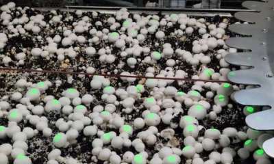 Mycionics launches Crop Scout to boost mushroom harvesting