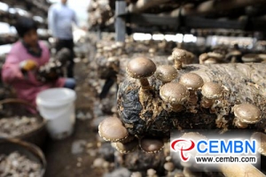 蘑菇种植的收入比玉米种植高出50倍