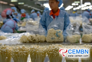 工业化的蘑菇生产在提供就业机会的同