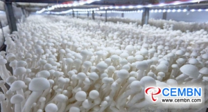 Mushrooms shoulder the industrial pattern that values 5 billion CNY