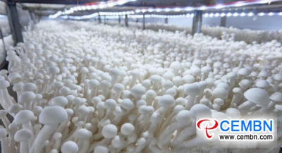 Pilze schultern das industrielle Muster, das 5 Milliarden CNY wert ist