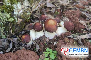 Minquan County는 대중에게 버섯 재배를 통해 빈곤 퇴치와 부자가되도록 돕습니다.