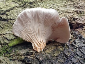 Growing conditions of Pleurotus abalonus