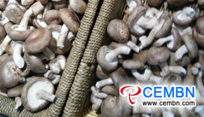 辽宁丹东市场：蘑菇价格分析