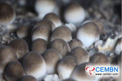 Derun Mushroom Farm：わらキノコのピークマーケティングタイム