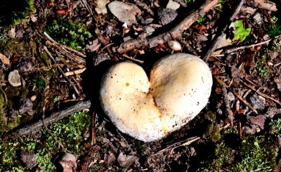Mushrooming' l'avenir des champignons pour l'immunité: les gens et la planète