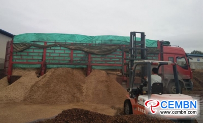 Mango branch crumbs bring about prominent benefits on King oyster mushroom cultivation