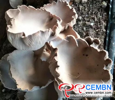 New Variety: Trial cultivation of Bear’s paw mushroom flourishes