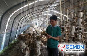 중국 구이 저우 성에서 버섯 산업 번성