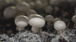 Levenscyclusanalyse van paddenstoelen