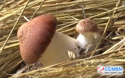 L'industria dei funghi prosperosi genera 1.4 miliardi di CNY del valore di uscita annulata in questa contea