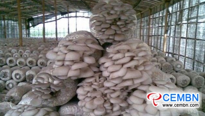 안후이 저우 구두이 시장 : 버섯 가격 분석
