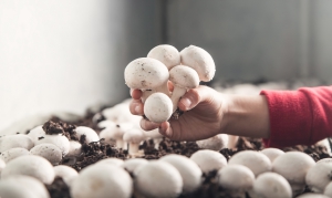About the mushroom production process