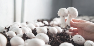 How the mushroom industry is adapting beyond technology