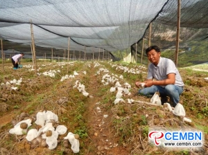 土地の190ムーで栽培された竹真菌が市場に投入されている