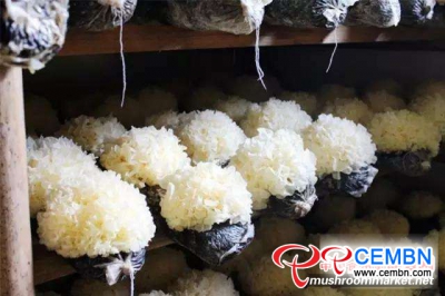 표준화 된 생산은 버섯 산업의 업그레이드와 변형을 촉진합니다.