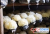 Standardized production propels the upgrading and transformation of mushroom industry