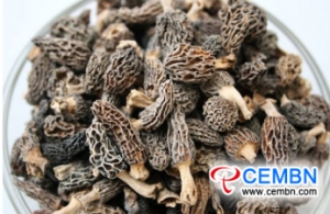 Guizhou Province of China : 버섯 산업은 빠른 발전 추세에있다.