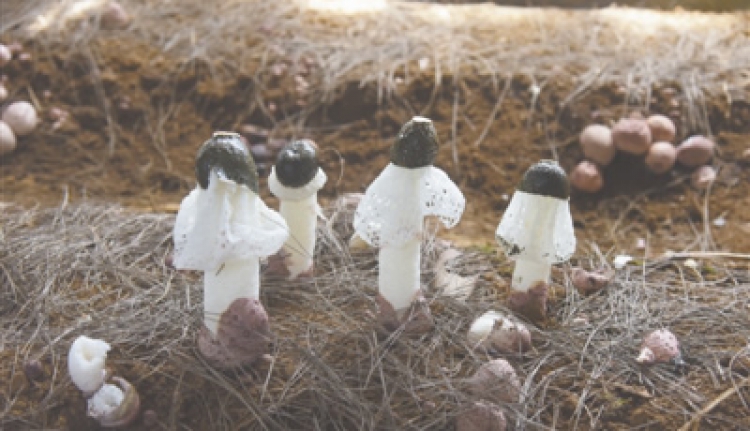 En cultivant des champignons de bambou dans 550 mu de superficie, la base crée des revenus bruts de plus de 42 millions CNY
