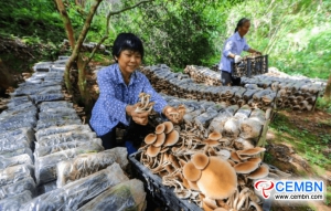 Under-forest mushroom farming boosts considerable incomes