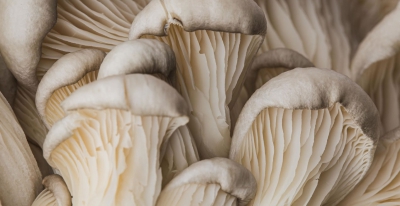 Het paddenstoelenmoment