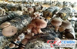 시작 이야기 : 대학생이 표고 버섯 재배에 착수하여 밝은 소득을 얻음
