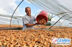 Выращивание грибов для увеличения доходов