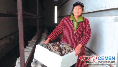 Pleurotus cornucopiae cultivated in vacant drying room indicate infinite affluence