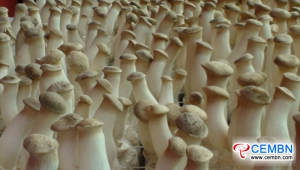 Rynek Shanxi Hexi: analiza ceny grzybów