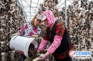 Black fungus growing means a prosperous industry