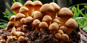 Future is Fungi Award 2025: spotlight on breakthrough fungal innovation