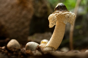 Lowly mushrooms may be key to ecosystem survival in a warming world