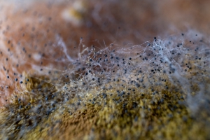 Rethinking fermentation: why solid-state is gaining ground in biotech