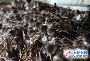 De temperatuur van het water heeft een aanzienlijke invloed op biologische stro-paddenstoelen