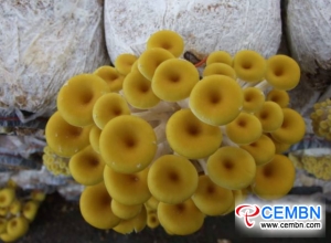 По 2017 ожидаемое выходное значение грибной промышленности достигает 1.8 млрд. CNY