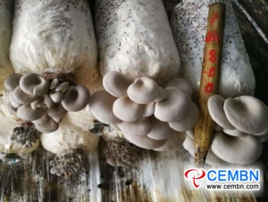처음으로 버섯을 씻을 때 높은 생산량과 질서있는 결실을 얻는 방법?