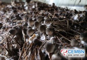 Почему соломенные грибы ведут себя засохшими?