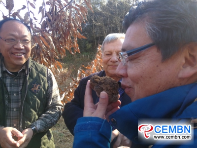 Город Паньчжихуа провинции Сычуань: бионический трюфель получил первый урожай
