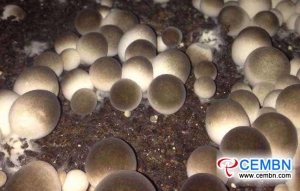 Місто Чунцин: пробне вирощування солом'яних грибів вдалося