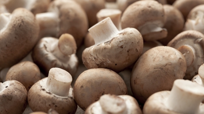 식품 산업의 영양 격차를 돕기 위해 버섯에 희망을 넣으십시오.