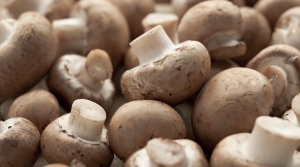 Hoop in paddenstoelen gestopt om voedingstekorten in de voedingsindustrie te helpen