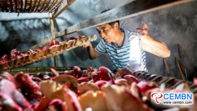 Prowincja Fujian: zaczyna się sezon na grzyby Russula