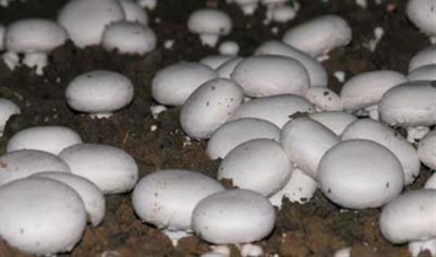 La coltivazione dei funghi può essere un'industria prospera